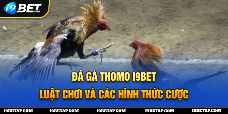 Đá gà thomo thumb